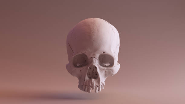 el-craneo-yunxian-2-revela-un-linaje-humano-mas-antiguo-de-lo-pensado