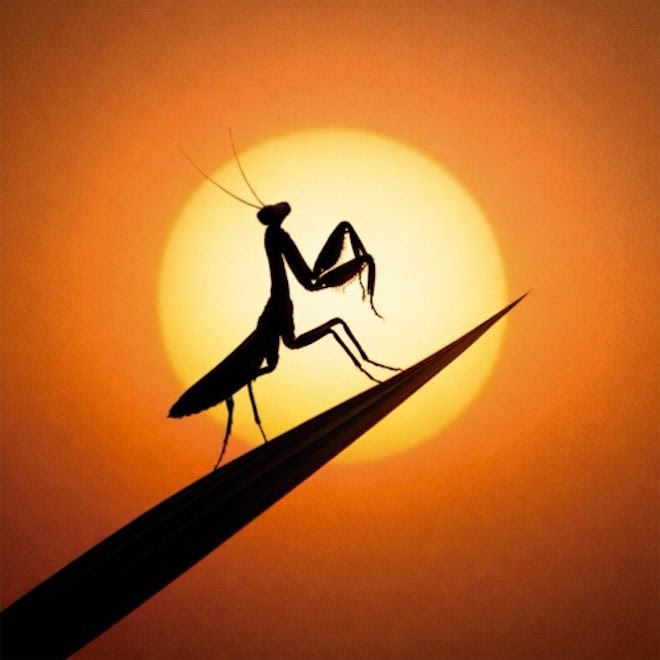 greeicy-se-adentra-en-el-reggae-con-cultura-profetica-en-‘mantis’